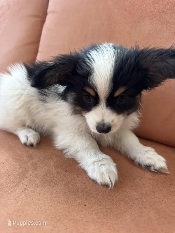 Pixie, a female Papillon for sale in Hudson, FL – Photo 1 of 1