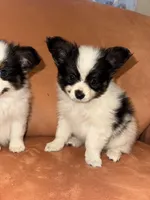 Scruffy, a male Papillon for sale in Hudson, FL – Photo 3 of 6