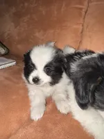 Scruffy, a male Papillon for sale in Hudson, FL – Photo 4 of 6