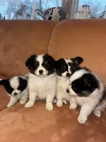 Scruffy, a male Papillon for sale in Hudson, FL – Photo 1 of 6