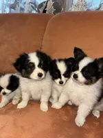 Scruffy, a male Papillon for sale in Hudson, FL – Photo 2 of 6