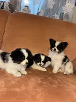 Scruffy, a male Papillon for sale in Hudson, FL – Photo 6 of 6