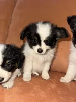 Scruffy, a male Papillon for sale in Hudson, FL – Photo 5 of 6