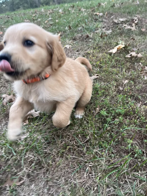 Orange Male – English Cream Golden Retriever puppy for sale in Centertown, MO