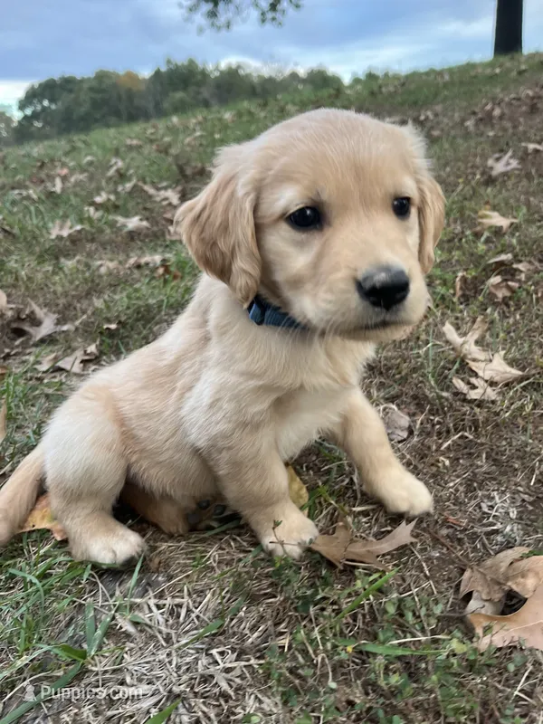 Blue Female – English Cream Golden Retriever puppy for sale in Centertown, MO