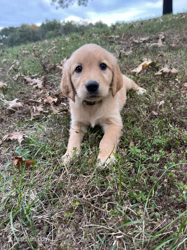 Gray Male – English Cream Golden Retriever puppy for sale in Centertown, MO