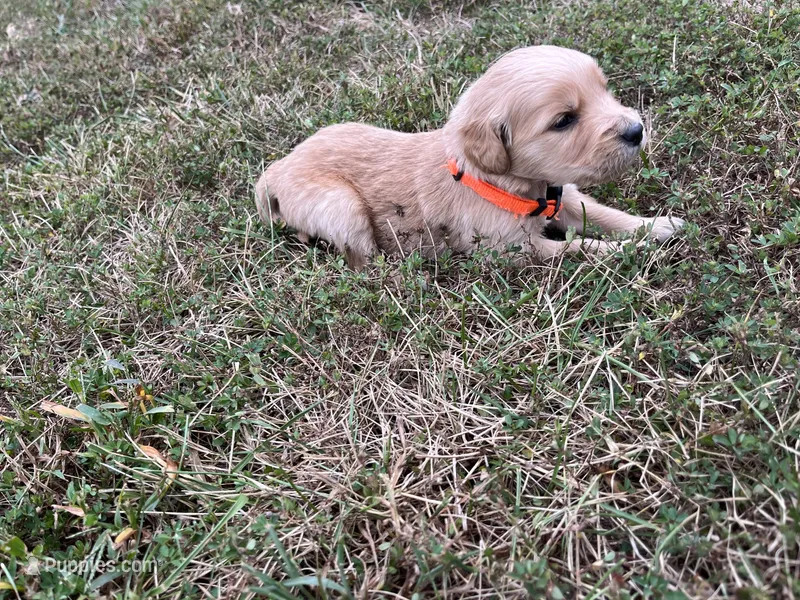 Orange Male – English Cream Golden Retriever puppy for sale in Centertown, MO