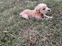 Orange Male, a male English Cream Golden Retriever for sale in Centertown, MO – 1 of 1