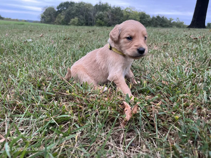 Yellow Female – English Cream Golden Retriever puppy for sale in Centertown, MO