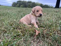 Yellow Female, a female English Cream Golden Retriever for sale in Centertown, MO – 1 of 1