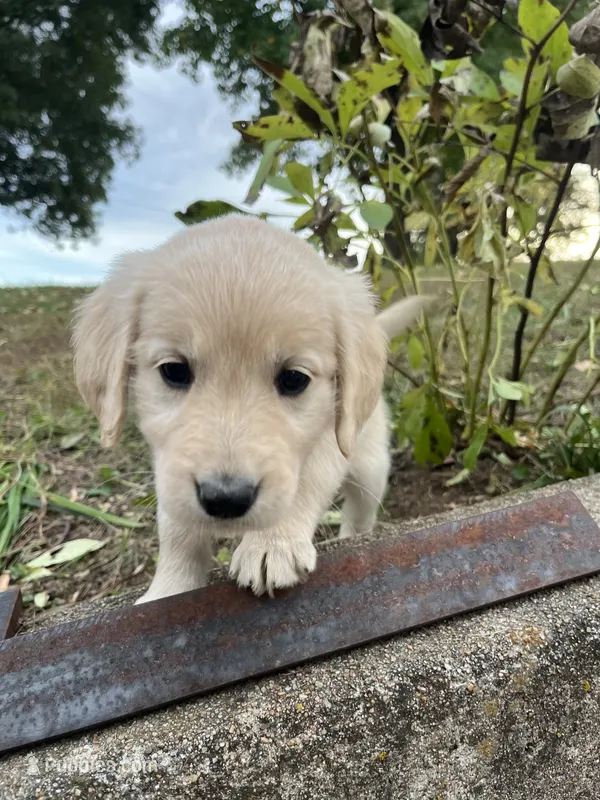 Pink Female  – English Cream Golden Retriever puppy for sale in Centertown, MO