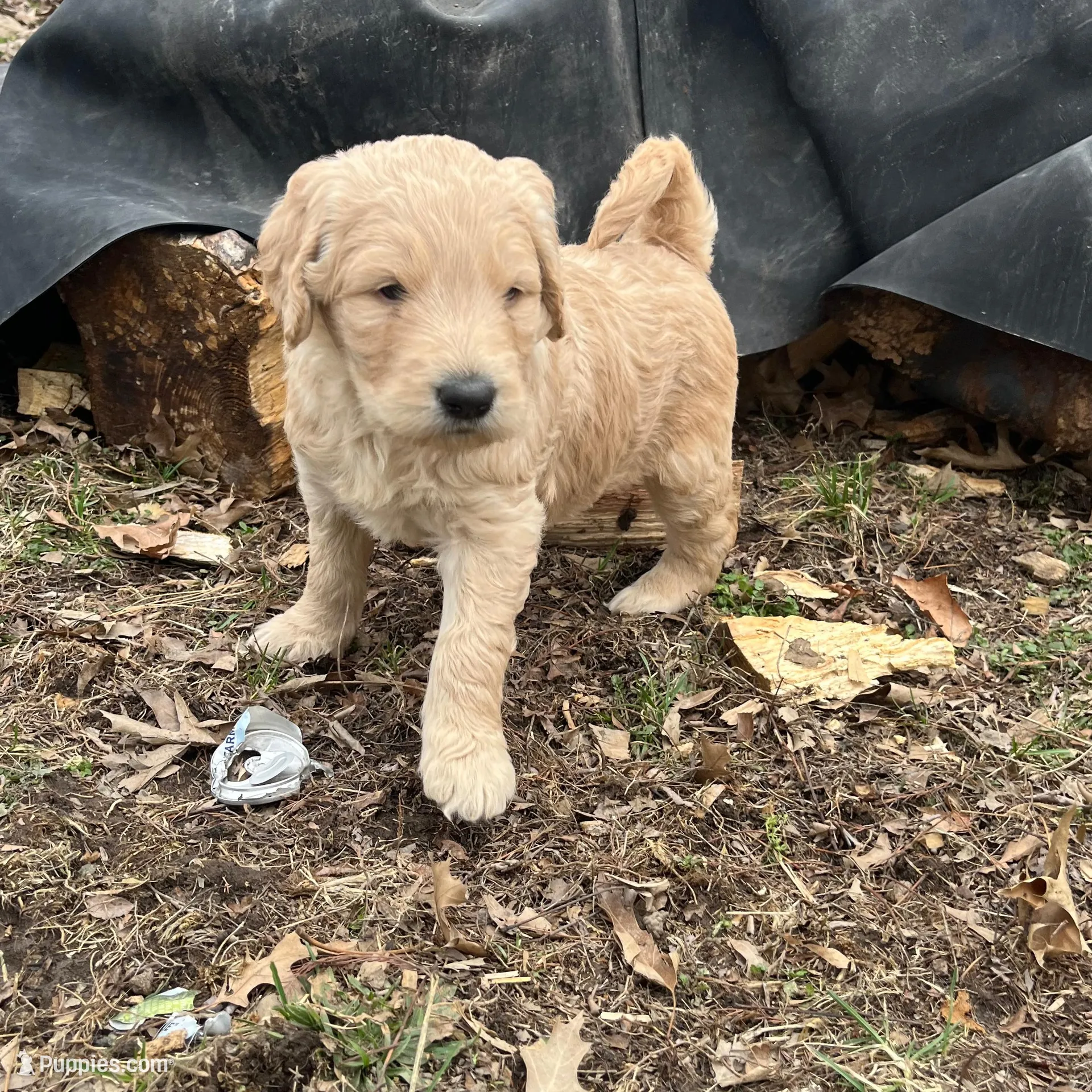 Biscuit, a female Goldendoodle for sale in Centertown, MO – Photo 3 of 3