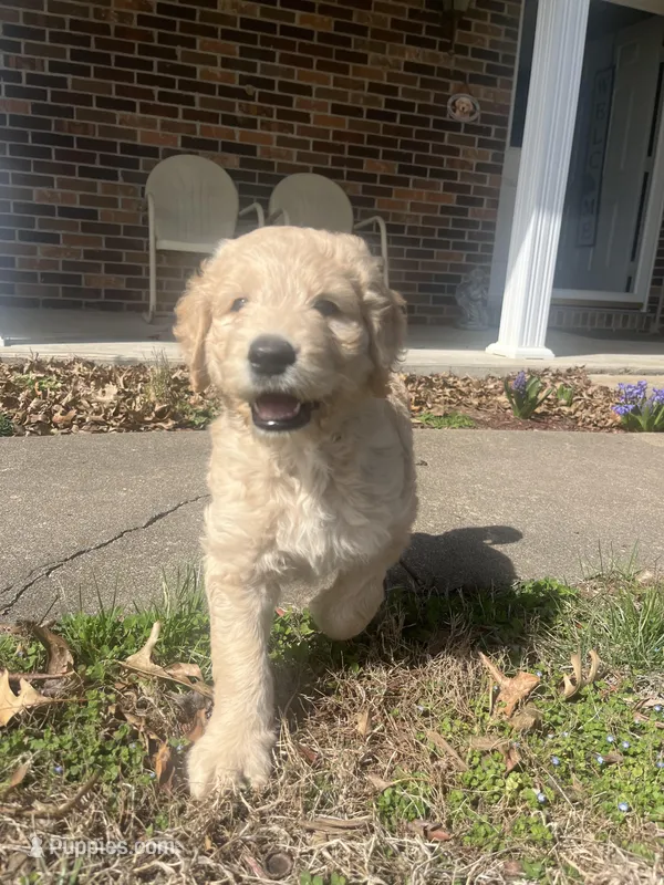 Biscuit – Goldendoodle puppy for sale in Centertown, MO