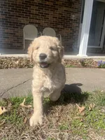 Biscuit, a female Goldendoodle for sale in Centertown, MO – Photo 1 of 3
