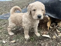 Biscuit, a female Goldendoodle for sale in Centertown, MO – Photo 2 of 3