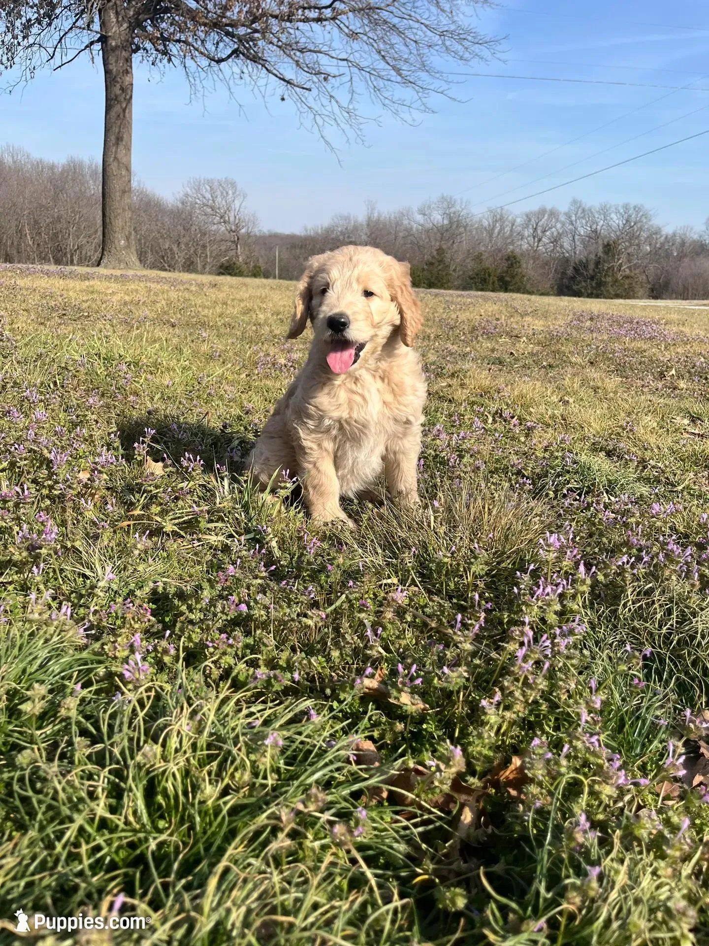 Biscuit – Goldendoodle puppy for sale in Centertown, MO