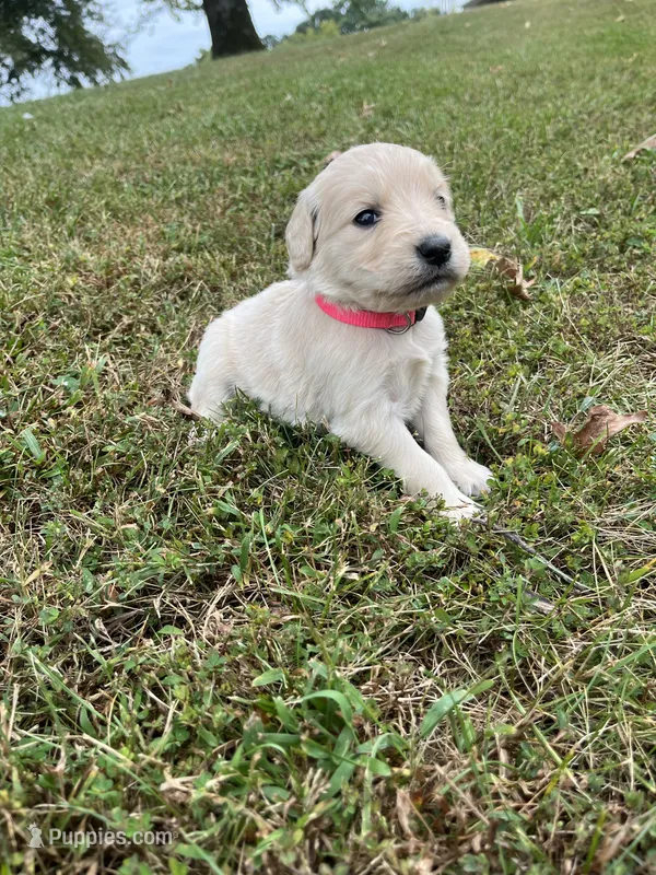 Pink Female  – English Cream Golden Retriever puppy for sale in Centertown, MO