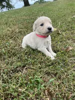 Pink Female , a female English Cream Golden Retriever for sale in Centertown, MO – 1 of 1
