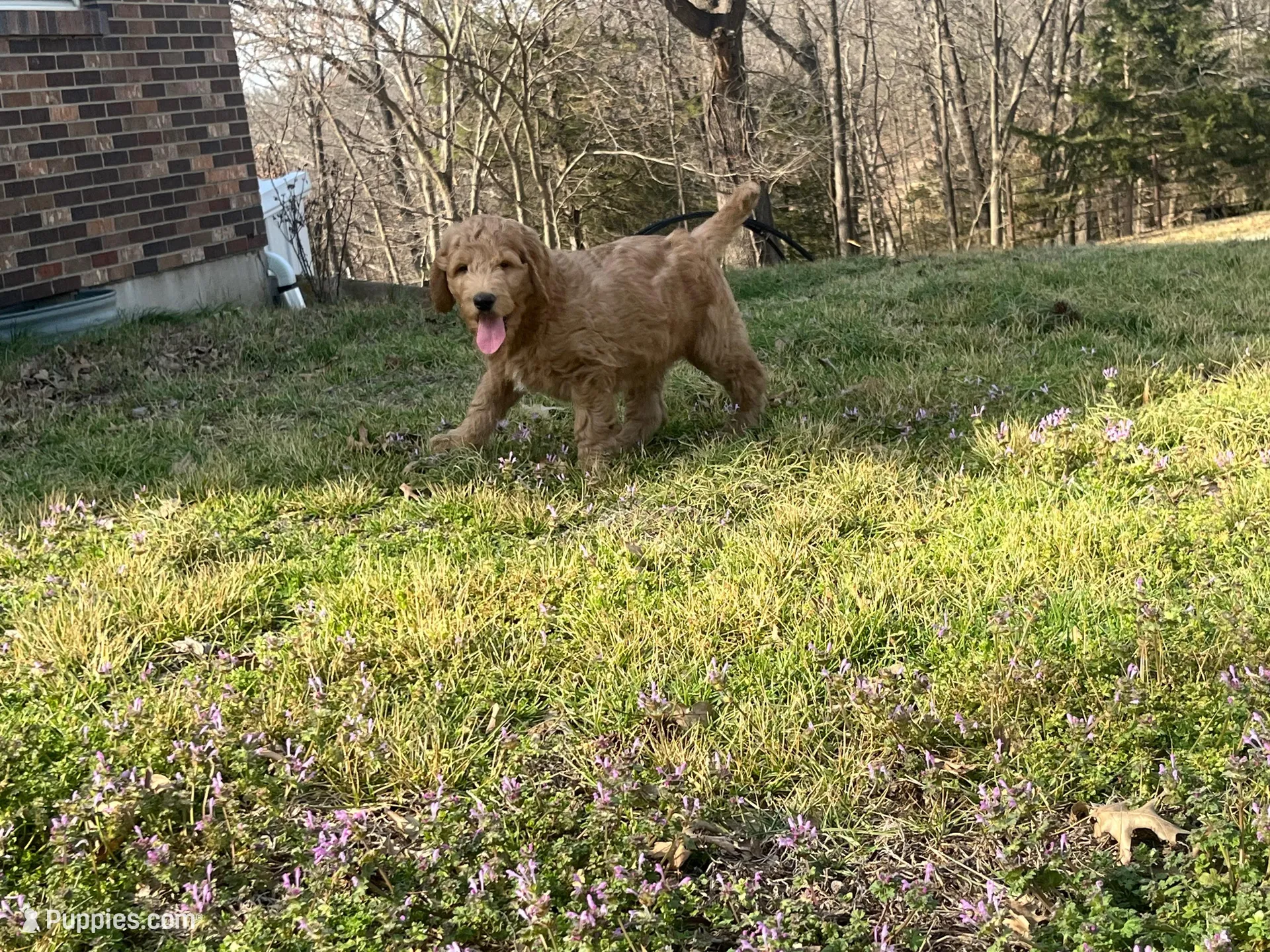 Rocky, a male Goldendoodle for sale in Centertown, MO – Photo 4 of 5
