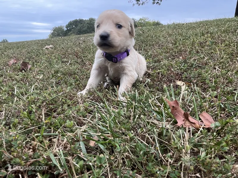 Purple Female – English Cream Golden Retriever puppy for sale in Centertown, MO