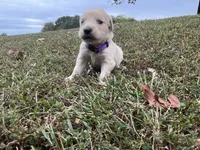 Purple Female, a female English Cream Golden Retriever for sale in Centertown, MO – 1 of 1