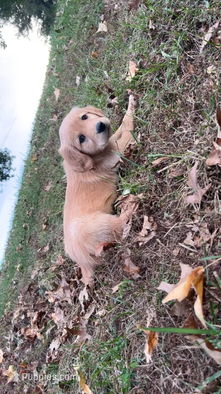 Yellow Female – English Cream Golden Retriever puppy for sale in Centertown, MO
