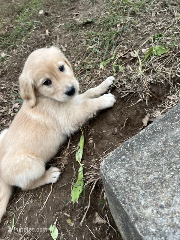 Purple Female – English Cream Golden Retriever puppy for sale in Centertown, MO
