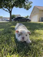 Bluey, a male English Bulldog for sale in Turlock, CA – 1 of 2