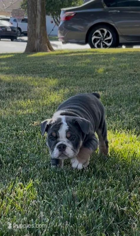 Chato – English Bulldog puppy for sale in Turlock, CA