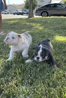 Bluey, a male English Bulldog for sale in Turlock, CA – 2 of 2