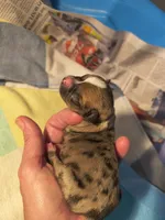 Boy 1 , a male Chihuahua for sale in Georgetown, SC – 3 of 4