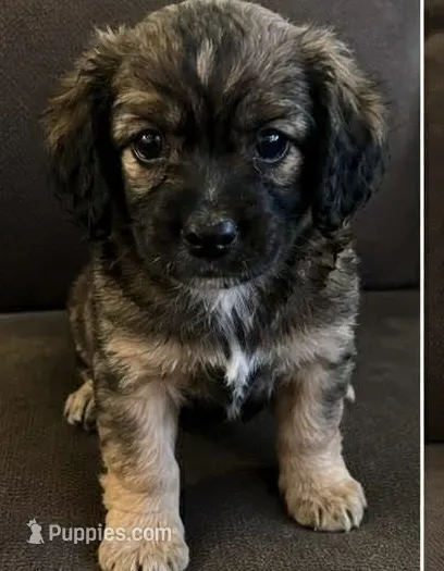 Kash Bear Mir – Cocker Spaniel, Miniature Aussiedoodle puppy for sale in Huntsville, AL