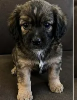 Kash Bear Mir, a male Cocker Spaniel and Miniature Aussiedoodle for sale in Huntsville, AL – 1 of 4