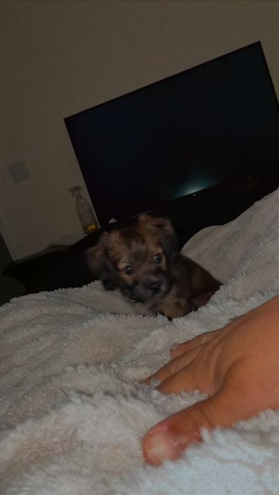 Kash Bear Mir, a male Cocker Spaniel and Miniature Aussiedoodle for sale in Huntsville, AL – 3 of 4