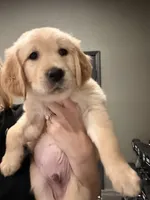 Simba, a male Golden Retriever and English Cream Golden Retriever for sale in San Diego, CA – 4 of 6