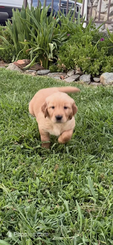 Merrywether – Golden Retriever, English Cream Golden Retriever puppy on hold in Shingle Springs, CA