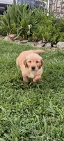 Merrywether, a female Golden Retriever and English Cream Golden Retriever for sale in San Diego, CA – 1 of 6