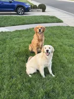 Timon, a male Golden Retriever and English Cream Golden Retriever for sale in Shingle Springs, CA – 3 of 4
