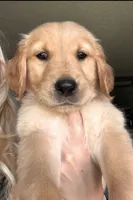 Timon, a male Golden Retriever and English Cream Golden Retriever for sale in Los Angeles, CA – 2 of 6