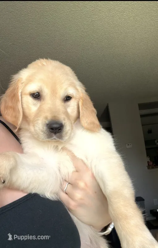 Briar Rose – English Cream Golden Retriever puppy for sale in San Diego, CA