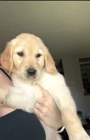Briar Rose, a female English Cream Golden Retriever for sale in Los Angeles, CA – 1 of 7