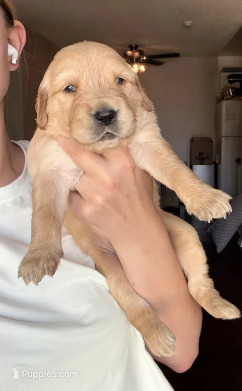 Simba – Golden Retriever, English Cream Golden Retriever puppy for sale in Shingle Springs, CA