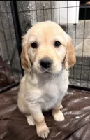 Briar Rose, a female English Cream Golden Retriever for sale in Los Angeles, CA – 2 of 7