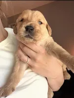 Timon, a male Golden Retriever and English Cream Golden Retriever for sale in Shingle Springs, CA – 1 of 4