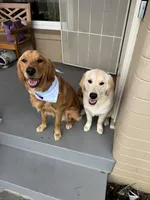 Timon, a male Golden Retriever and English Cream Golden Retriever for sale in Shingle Springs, CA – 4 of 4