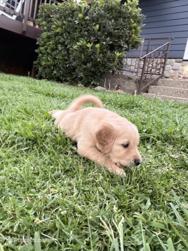 Flora – English Cream Golden Retriever puppy for sale in Shingle Springs, CA