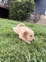 Flora, a female English Cream Golden Retriever for sale in San Diego, CA – 1 of 6