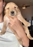 Simba, a male Golden Retriever and English Cream Golden Retriever for sale in Shingle Springs, CA – 2 of 4