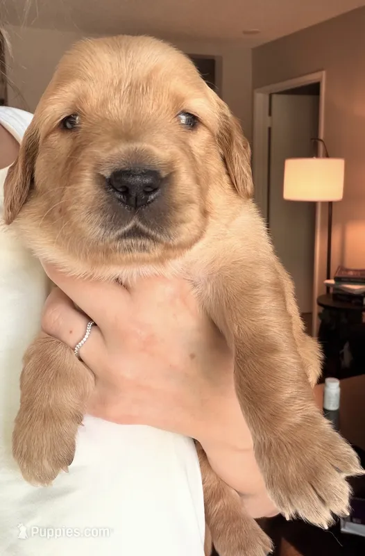 Merrywether – Golden Retriever, English Cream Golden Retriever puppy for sale in Shingle Springs, CA