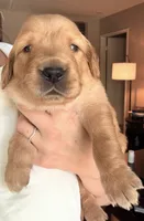Merrywether, a female Golden Retriever and English Cream Golden Retriever for sale in Shingle Springs, CA – 1 of 4
